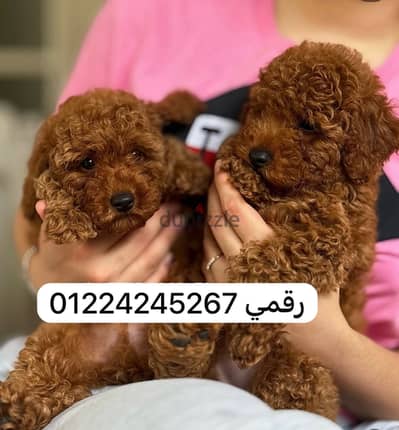 poodle puppy pure preed