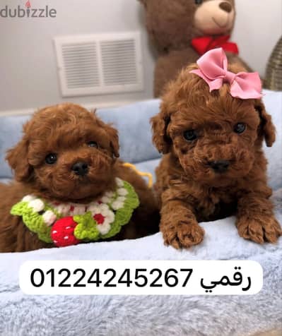 poodle puppy