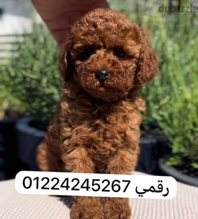 tooy poodle pure