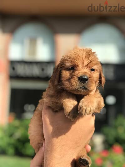 جولدن ريتريفر Golden Retriever