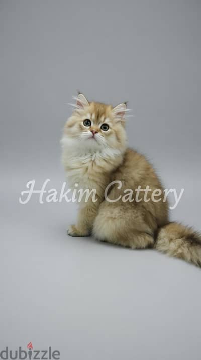 Pure Scottish Straight Golden Longhair Male | WCF Registered |
