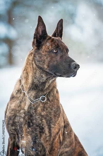 كلب صيد مالينو دويتش شيبرد ذكر DUTCH SHEPHERD MALINO