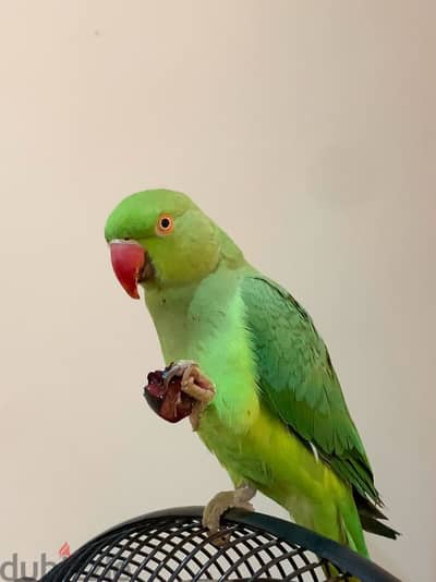 Indian Ringneck Parrot