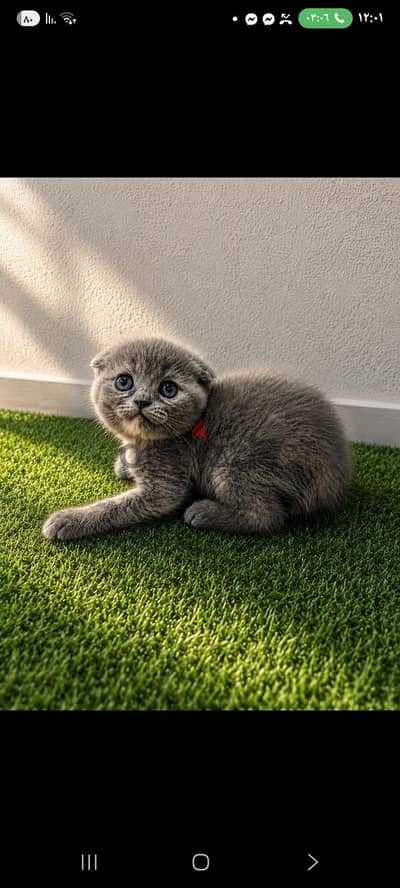 Scottish kittens - cats | قطط سكوتش