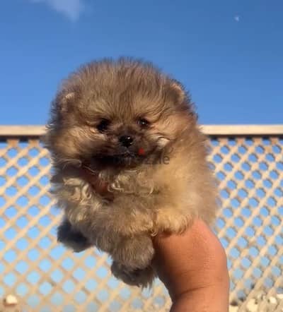 Pomeranian  ((( Teacup ))  Available Now in Egypt بومرينيان  &  poodle