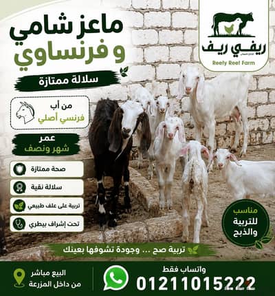 ماعز فرنساوي و شامي متحصن جميع التحصينات