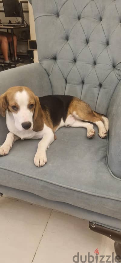 vaccinated male beagle dog