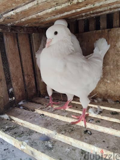 حمام كينج