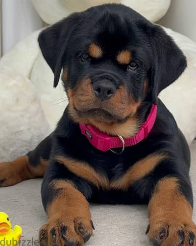 Rottweiler روت وايلر