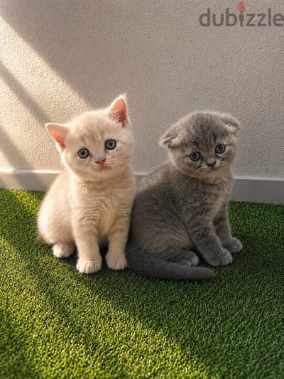 Scottish fold cats - kittens | قطة سكوتش فولد و ستريت
