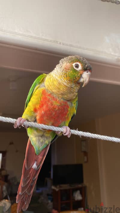 يلو سايد كنيور اليف جدا