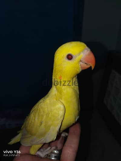 دره لاتيني واوليف