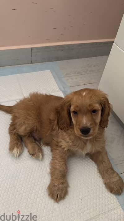 Cocker spaniel for sale
