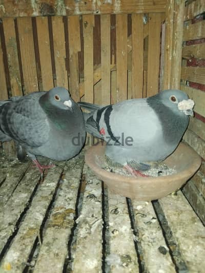 حمام زاجل