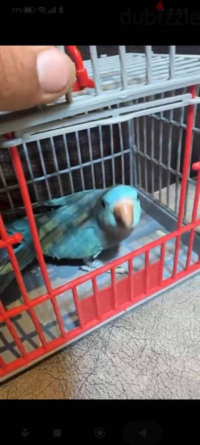 معروض للبيع ببغاء درة هندي (Indian Ringneck) طفرة اللون الأزرق النقي