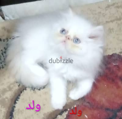 قط ذكر كيتن هيمالايا اورنج زورار عيون زرقاء