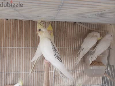 كوكتيل كريم فيس ايزابيل اسود ٣ شهور