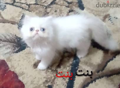 قطه كيتن انثي هيملاايا اورنج زورار عيون زرقاء