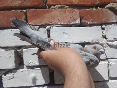 ولد خليلي رحماني  للبيع سكه نش حديده شغال 01093541093