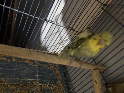استرالي فلل