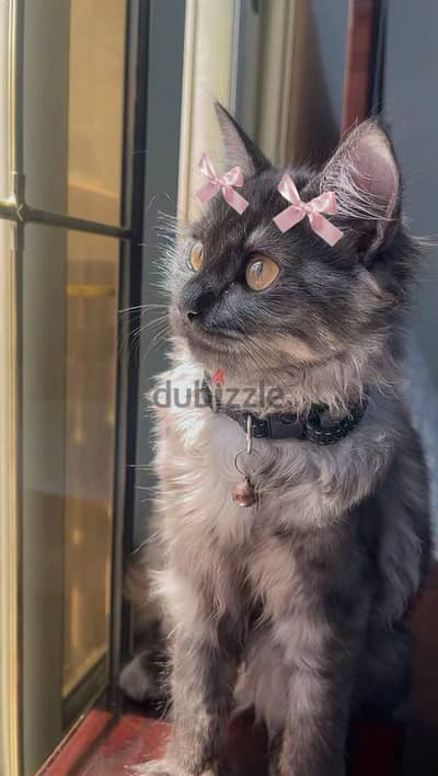 قطة للتبني