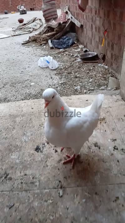 قص كنج شغال