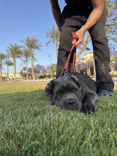 Cane corso puppy