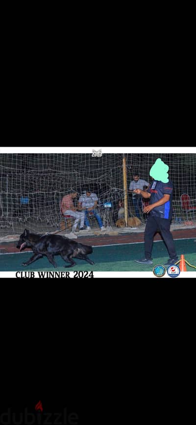 نتاية جيرمن شيبرد رويال بلاك بالبيديجري والميكروشيب