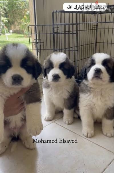 جراوي سانت برنارد . . saint bernard puppies