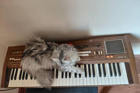 اورج كاسيو موديل casiotone 701  بحاله ممتازه . . القطه ليست للبيع