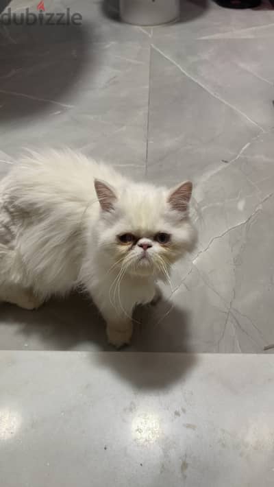 قطه للبيع