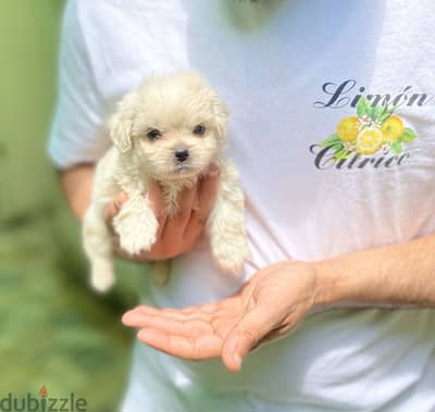 Mini havanese ميني هافنيز