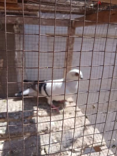 بئرالعبد شمال سيناء