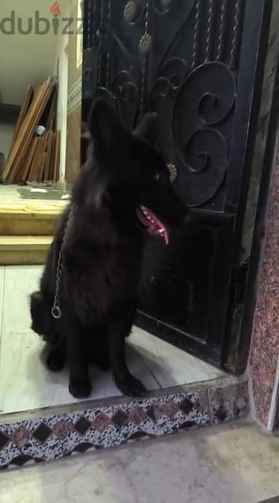 باكوس