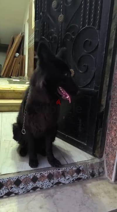 نتايه رويل بلاك