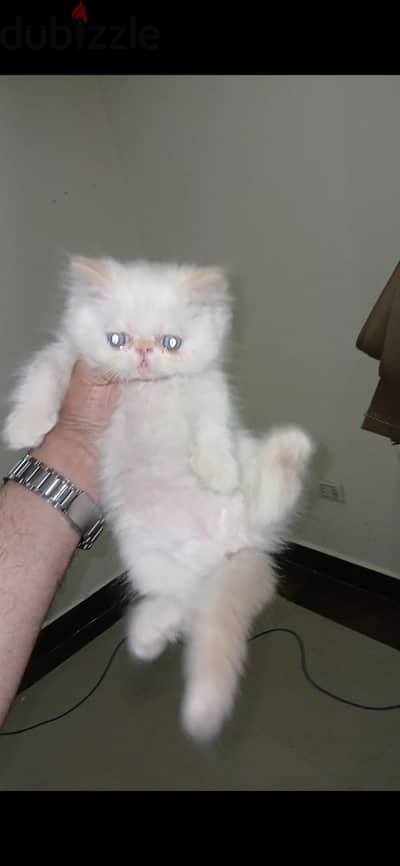 اعلي بنت اكزوتك زورار
