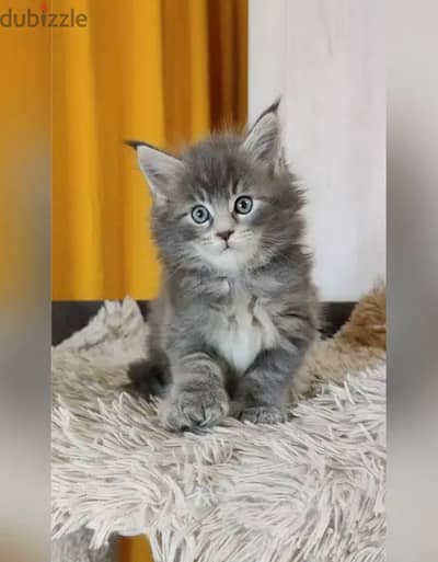 قط ماين كون