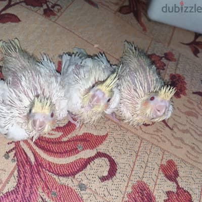 3 زغاليل كوكتيل لاتينى عين حمرا للتأكيل اليدوى والتدريب