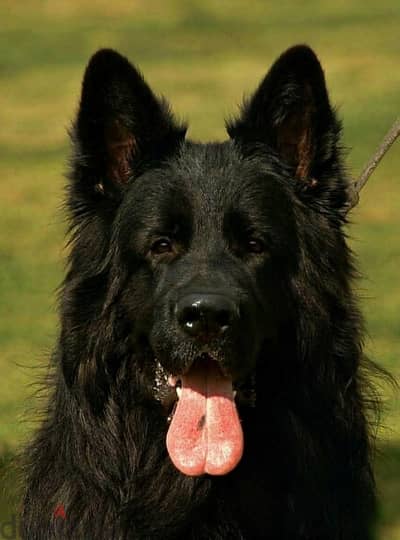 royal black puppies