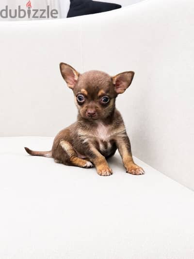 Chihuahua شيواوا