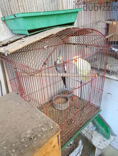 الاسكندريه السيوف شماعه