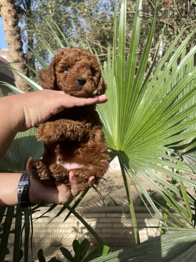 Toy poodle توي بودل