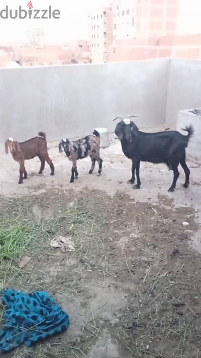 معزة وراها نتيتين عمر شهرين