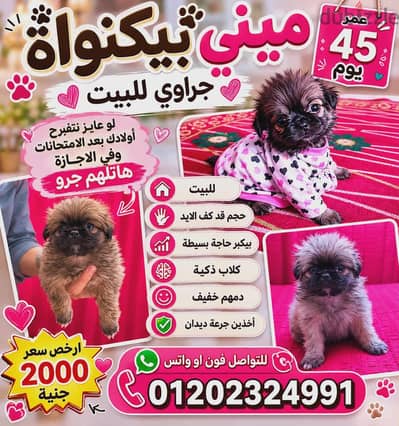 جراوي ميني بيكنواة ٤٥ يوم