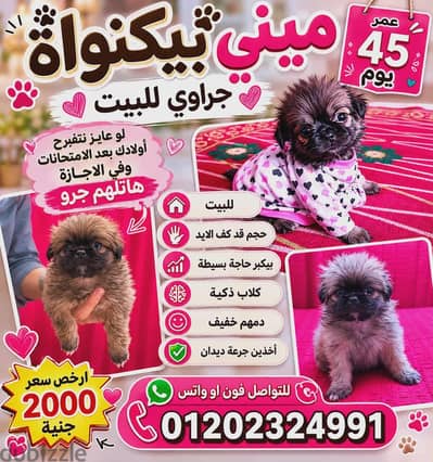 منشيه التحرير