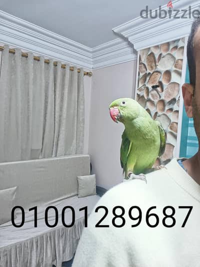 دره هندي ولد بدايه تطويقه عمر سنه ونص