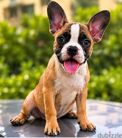 Frenchie Bulldog