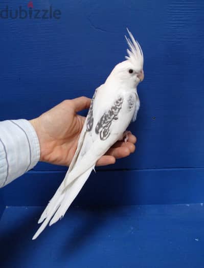 مطلوب انثى كوكتيل white face heavy pied