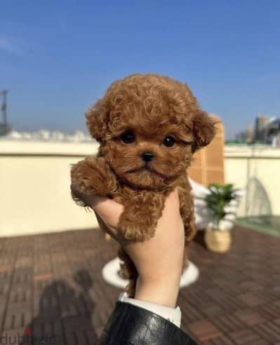 Poodle toy poodle بودل