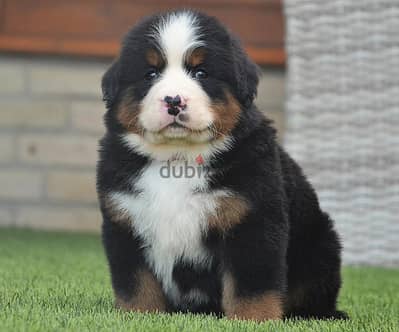 Bernese mountain dog puppy male 65 days imported for reservation